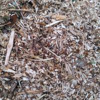 cippato misto oliva e piante da frutto