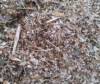 cippato misto oliva e piante da frutto