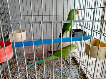 Parrocchetti dal collare