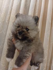 Spitz pomerania