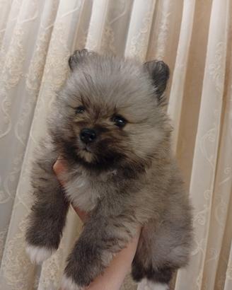 Spitz pomerania