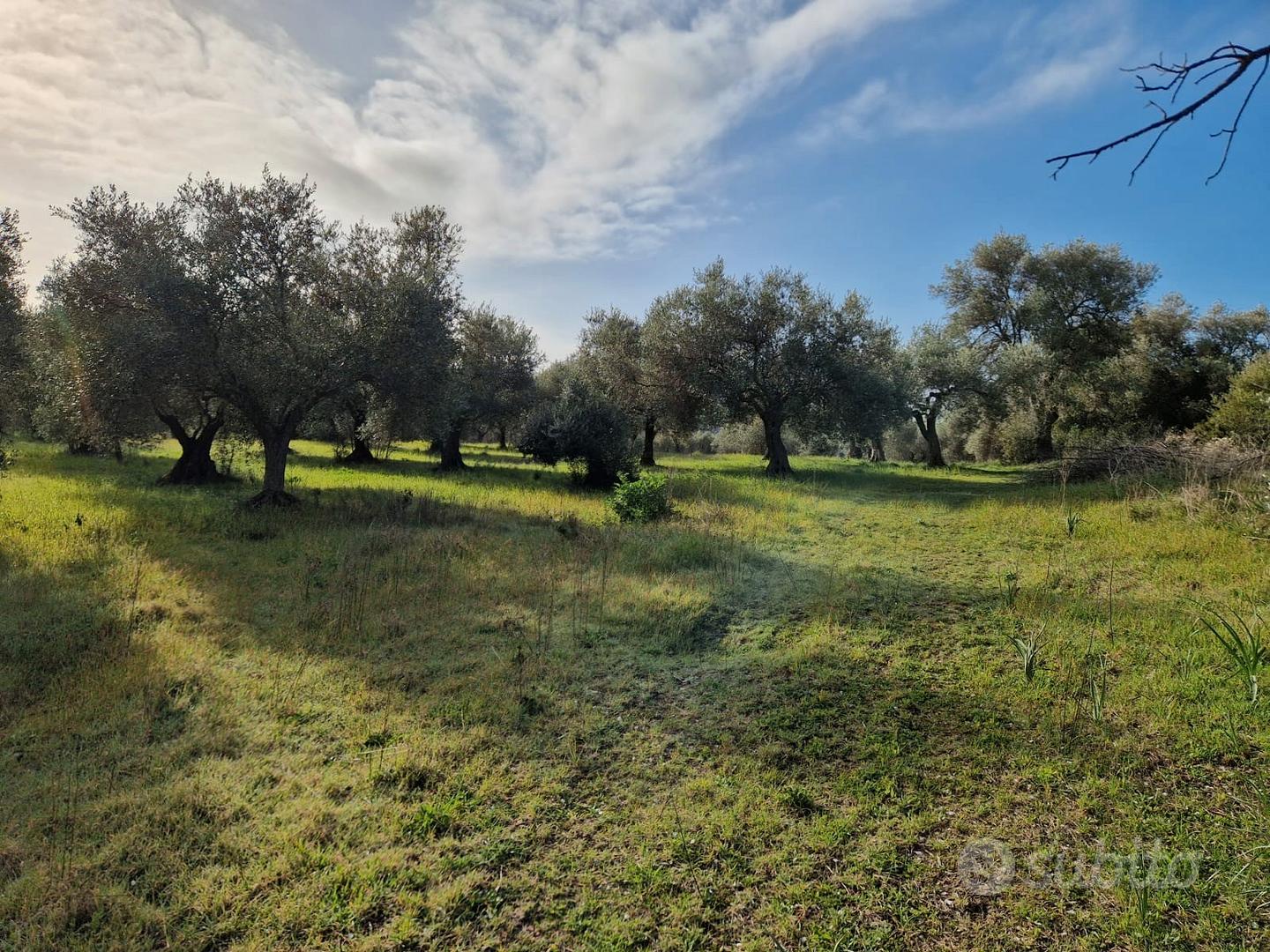 Terreno agricolo con uliveto - Vista 2