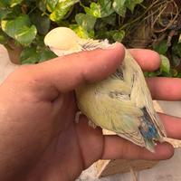 Inseparabili allevati a mano