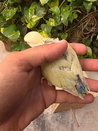 Inseparabili allevati a mano