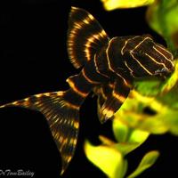 Panaqolus albivermis l204 - discus loricaridi