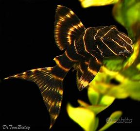 Panaqolus albivermis l204 - discus loricaridi