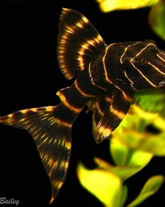 Panaqolus albivermis l204 - discus loricaridi