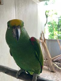 Pappagallo