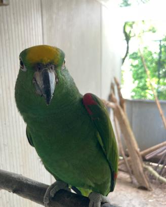 Pappagallo