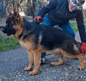 Cucciolone pastore tedesco