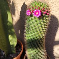 Mammillaria spinosissima pianta grassa