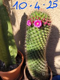 Mammillaria spinosissima pianta grassa