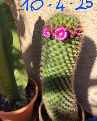 Mammillaria spinosissima pianta grassa