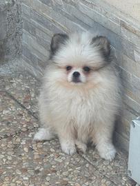 Volpino di Pomerania cucciolo