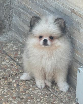 Volpino di Pomerania cucciolo