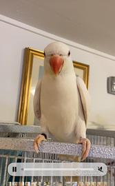 Parrocchetto dal colare albino