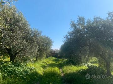 Terreno in donazione
