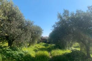 Terreno in donazione