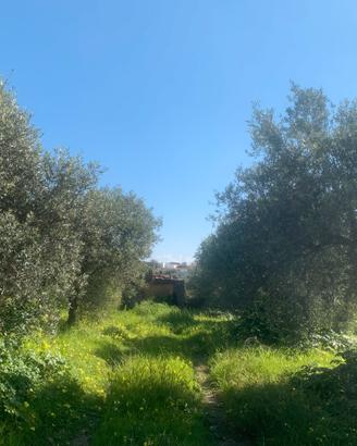 Terreno in donazione