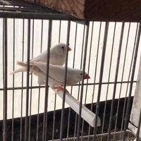 Uccellini diamanti mandarini