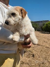 Jack russel terrier