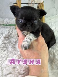 Aysha chihuahua pelo lungo thailandese prenotabile