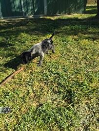 Cuccioli di cane razza Drahthaar