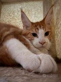Maine coon