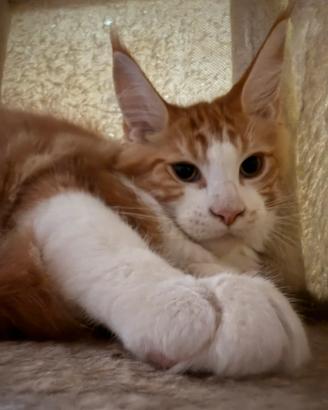 Maine coon