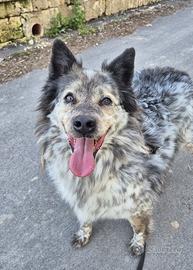 Pastore australiano mix in adozione