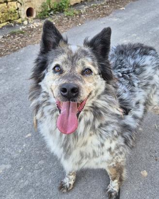 Pastore australiano mix in adozione
