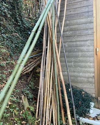 Canne di bambu