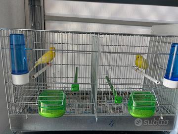 Coppia canarini gialli