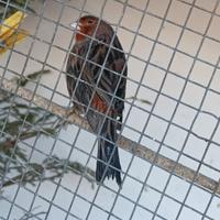 C.E.R.C.0 canarino agata