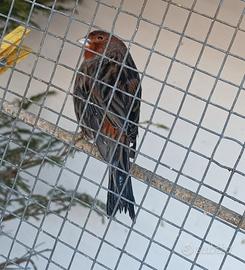 C.E.R.C.0 canarino agata