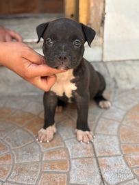 cuccioli di pitbull