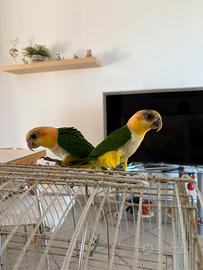 Caicco testa arancio