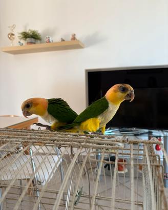 Caicco testa arancio