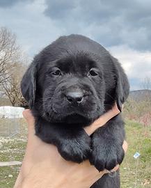 Cuccioli di labrador neri