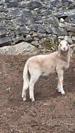 Agnello maschio