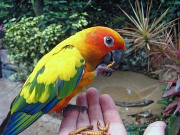 Uccelli conuro del sole