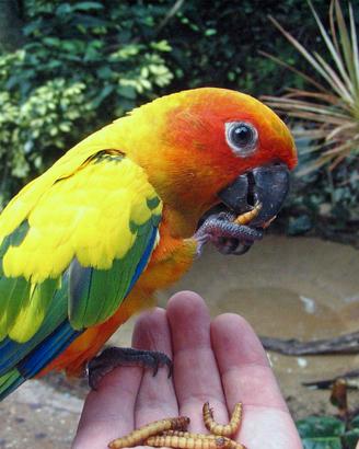 Uccelli conuro del sole