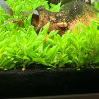 Staurogyne pianta prato acquario con omaggio