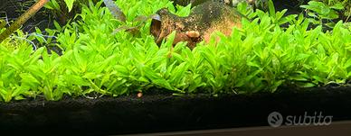 Staurogyne pianta prato acquario con omaggio