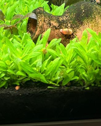 Staurogyne pianta prato acquario con omaggio