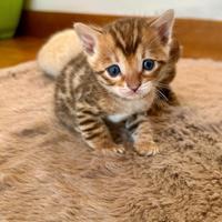 Cuccioli gatti bengala f1