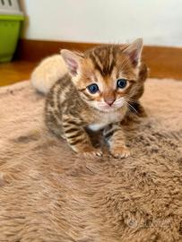Cuccioli gatti bengala f1