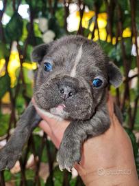 Bulldog francese maschio