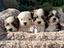 Immagine 1