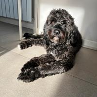 Barbone medio per accoppiamento